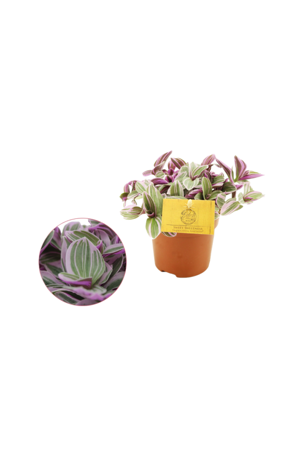 Tradescantia Sweetness P10.5