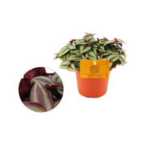 Tradescantia Zebrina P10.5
