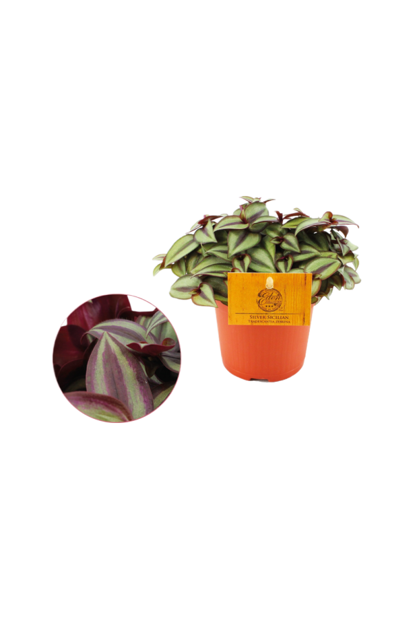 Tradescantia Zebrina P10.5
