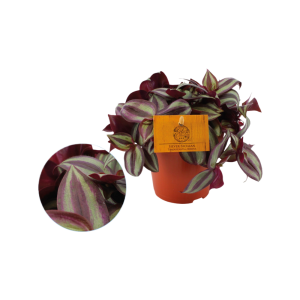 Tradescantia Zebrina P12