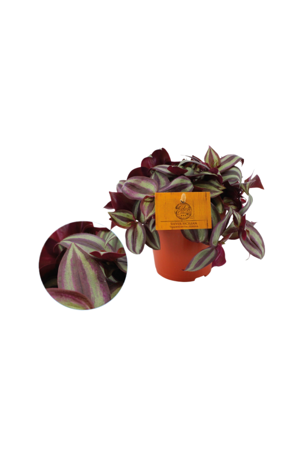 Tradescantia Zebrina P12