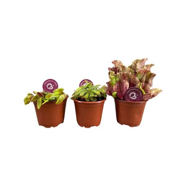 Vleesetende planten verschillende soorten - P8.5