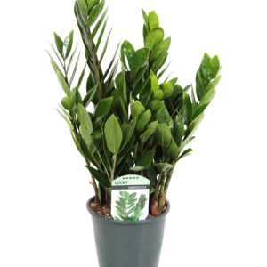 Zamioculcas Lucky Classic 6+ veren