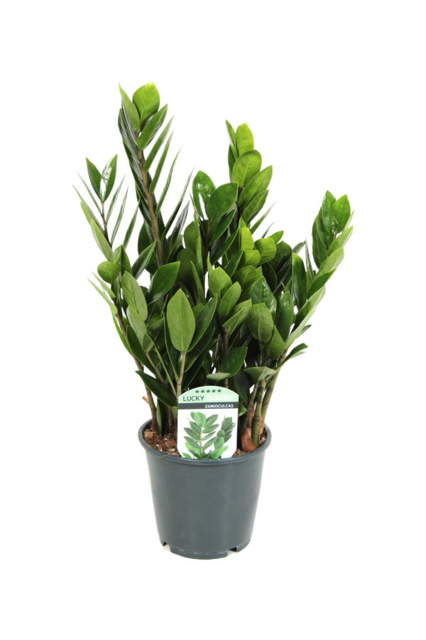 Zamioculcas Lucky Classic 6+ veren