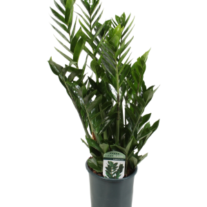 Zamioculcas Lucky Classic 7+ veren