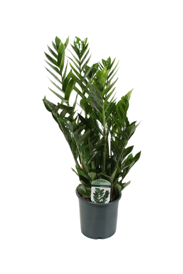 Zamioculcas Lucky Classic 7+ veren