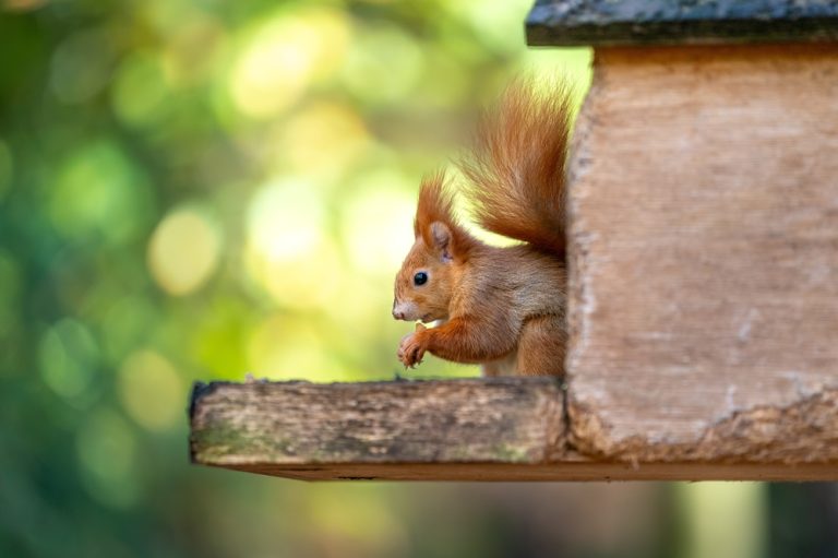 Een rode eekhoorn zit in een houten voederhuisje en eet iets tegen een groene, wazige achtergrond