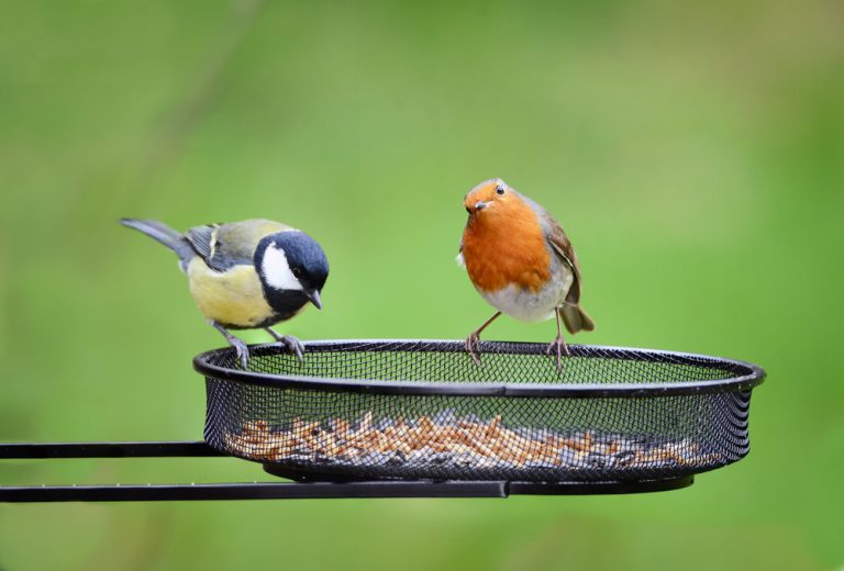 Een koolmees en een roodborstje zitten op een voederplateau met zaadjes tegen een groene achtergrond
