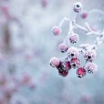 Bevroren rode bessen aan een tak met een zachte witte achtergrond van rijp en wintermist
