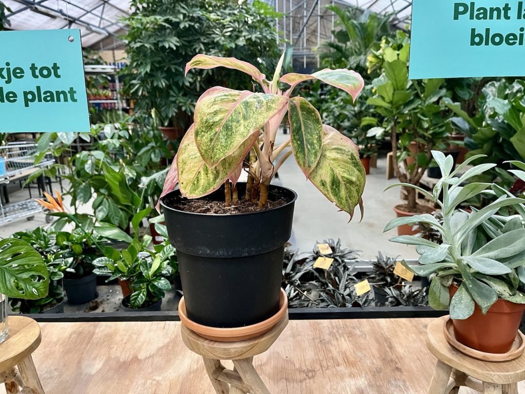 Aglaonema salmon fantasy