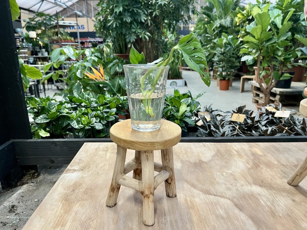 Monstera monkey