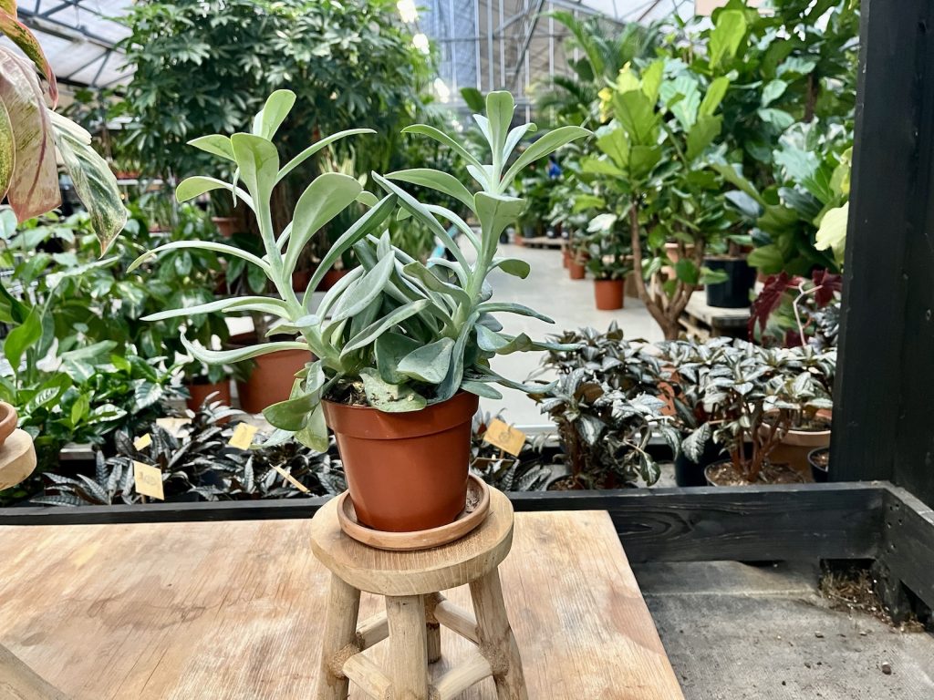 Senecio