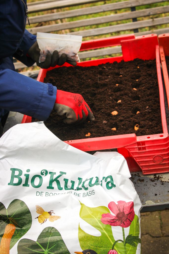In een bak worden peulvruchtenzaadjes voorgezaaid voor in de tuin van Voedseltuin Overvecht