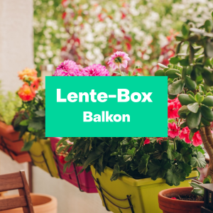 Lente-Box Balkon L