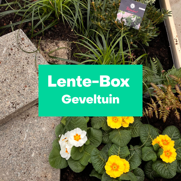 Lente-Box Geveltuin L