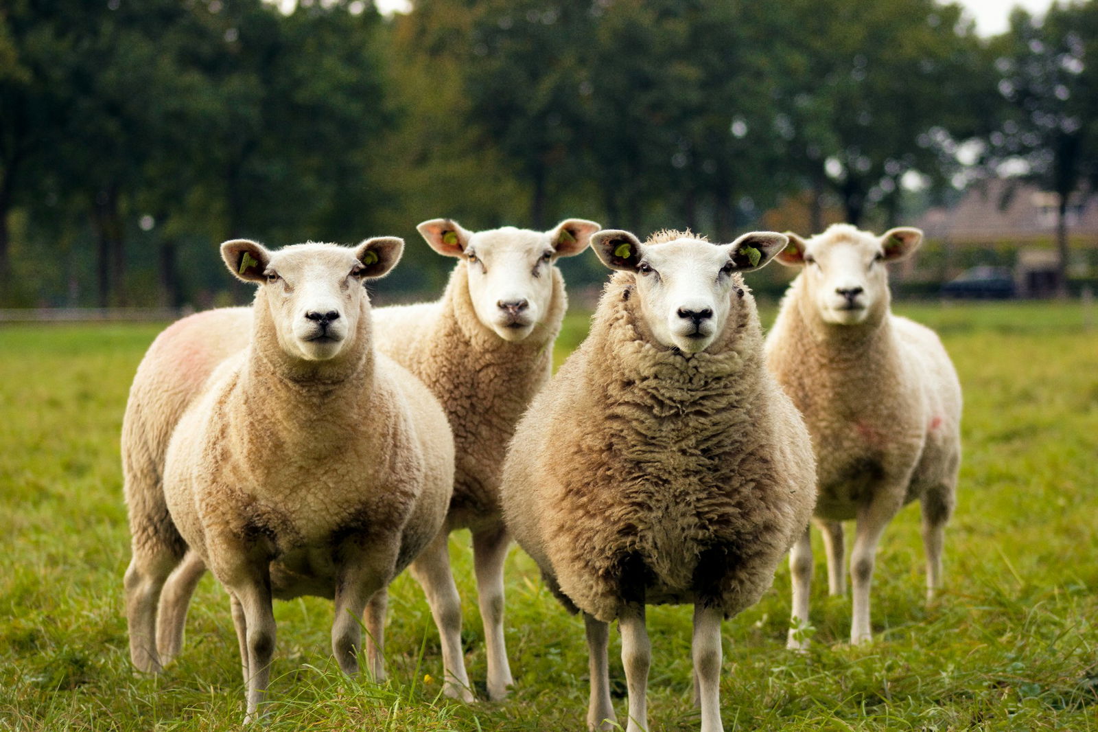 Schapen in de wei