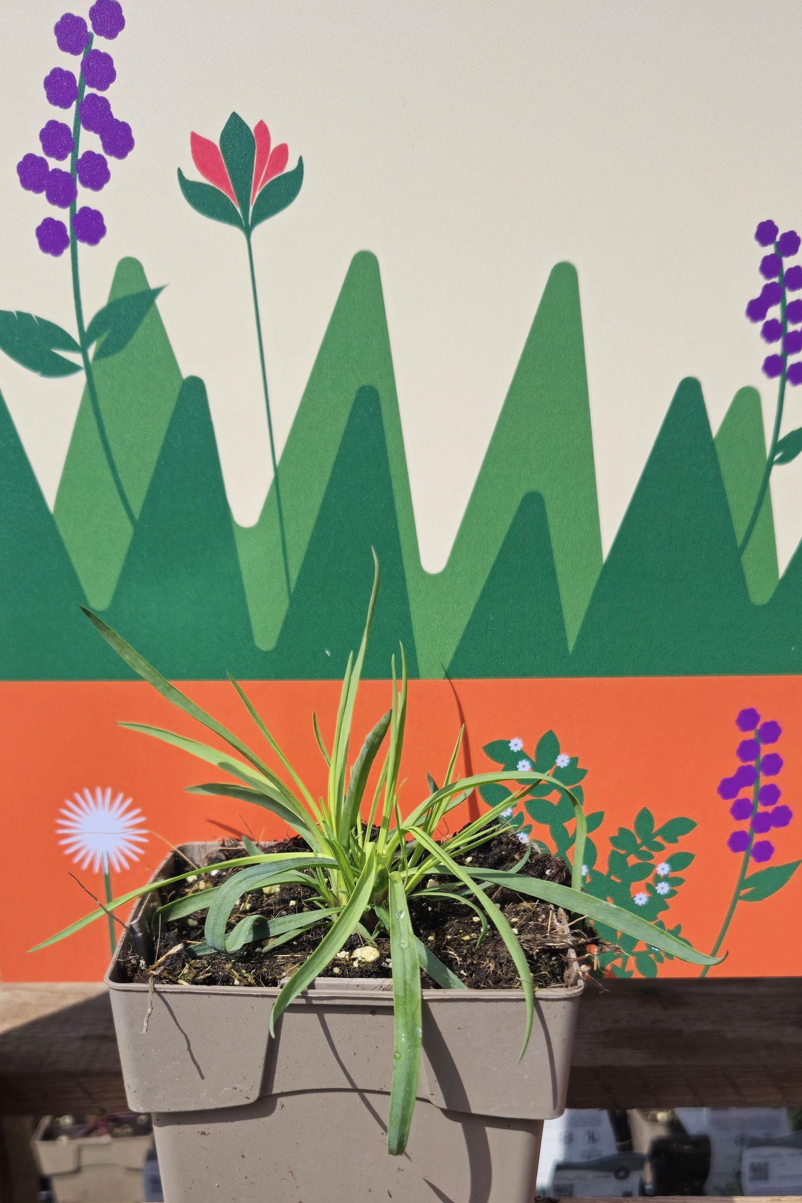 Kartuizer anjer (Dianthus carthusianorum)