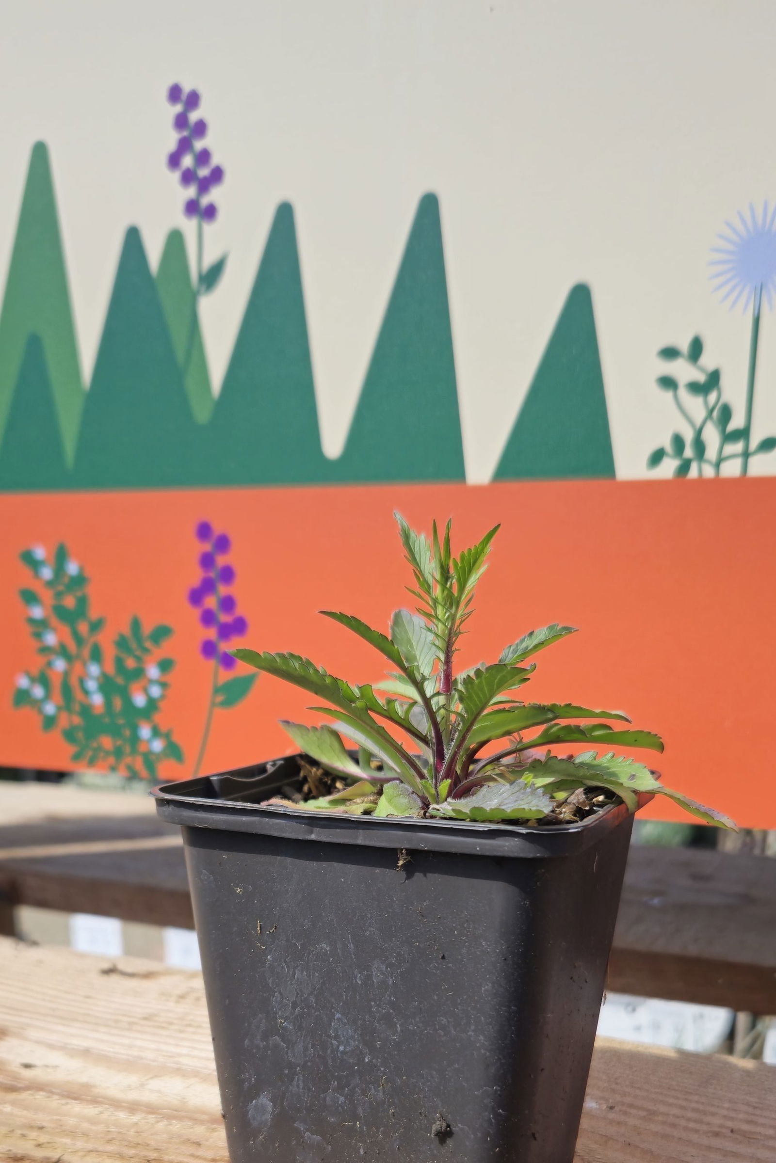 Duifkruid (Scabiosa columbaria)