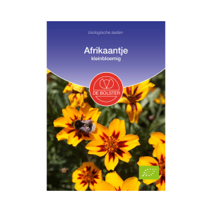 De Bolster Zaden - Afrikaantje, kleinbloemig