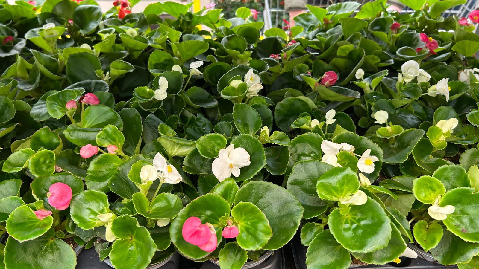 Perkplanten met glanzend groen blad en witte of roze bloemen – bloeiende begonia’s in pot, klaar voor een plek in je tuin of balkonbak. Gemaakt bij Steck.