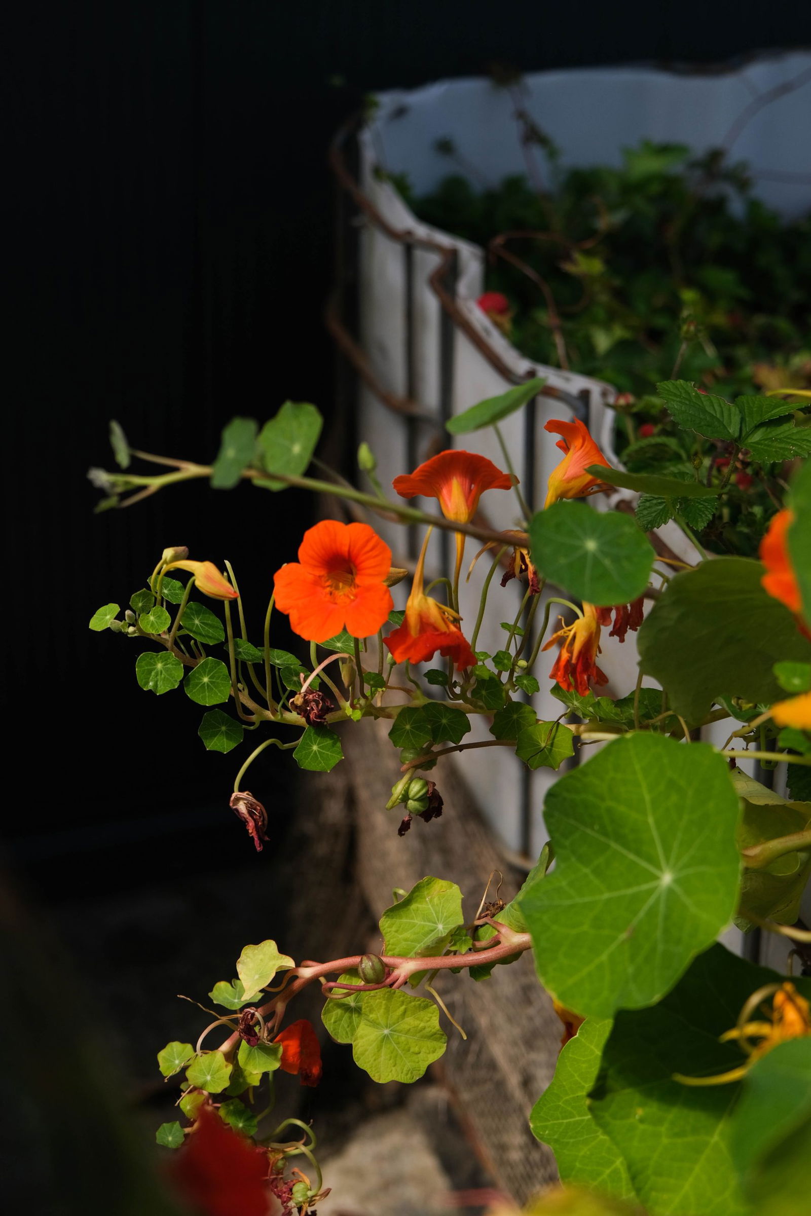Close-up van Oost-Indische kers in bloei met feloranje bloemen en ronde groene bladeren, klimmend tegen een witte plantenbak. Groeit krachtig in de tuin van Steck.