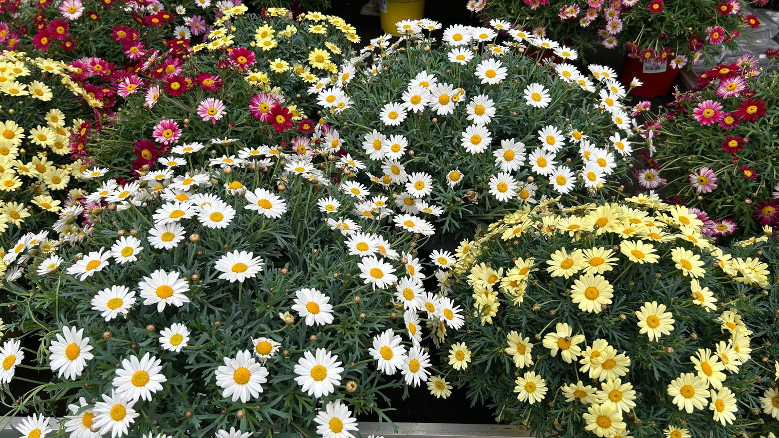 Gele, witte en roze margrieten in grote, bolvormige planten – vrolijke en kleurrijke buitenplanten die direct de sfeer bepalen op het buitenterrein van Steck.