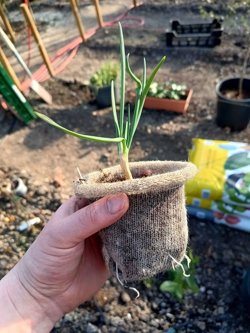 Plantje in een woolpot, vastgehouden in een hand