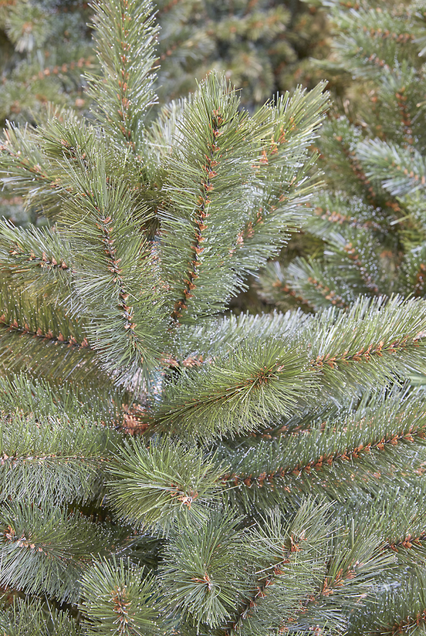 Forest frosted kerstboom slim groen TIPS 1470 - h260xd140cm - Afbeelding 2