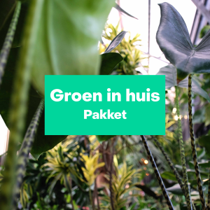 Groen in huis pakket - groot