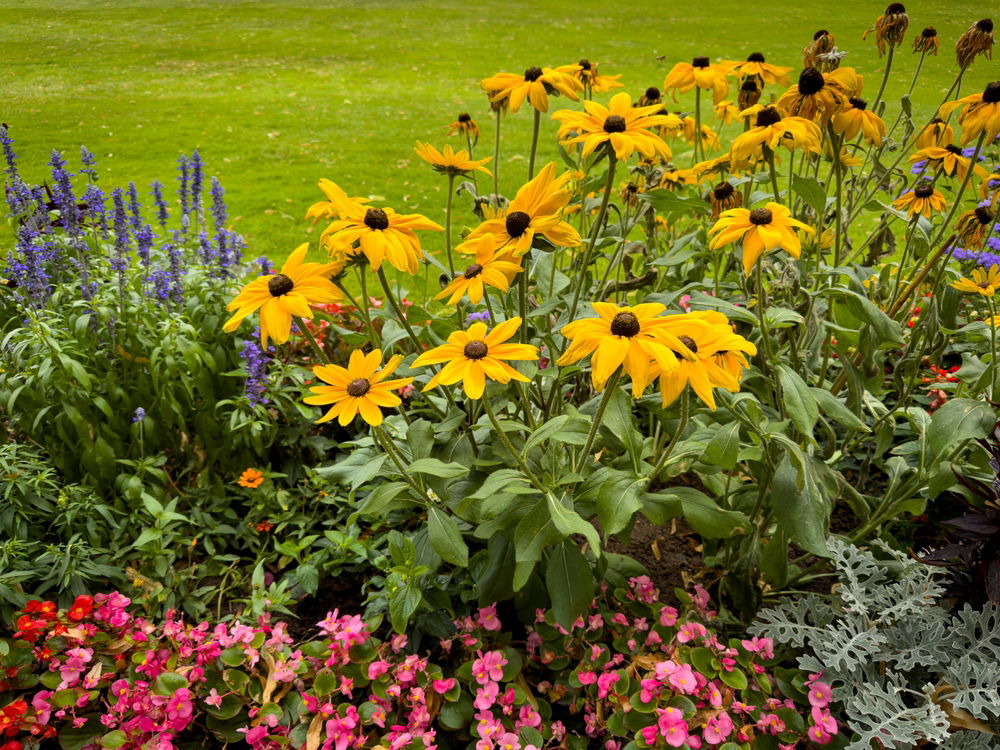 Zomertuin tuinplanten