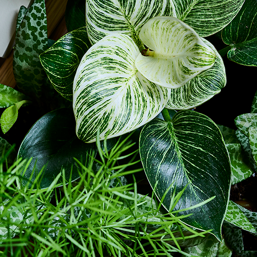 Duurzame kamerplanten met het ympa-label