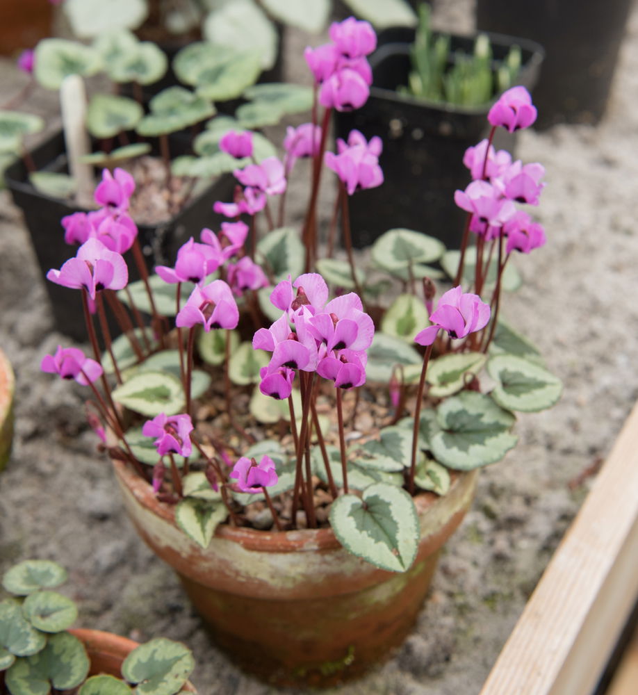 Cyclamen coum