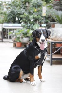 Hond bij Steck