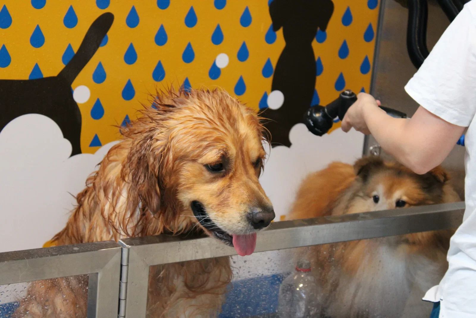 Natte golden retriever in de wasbak
