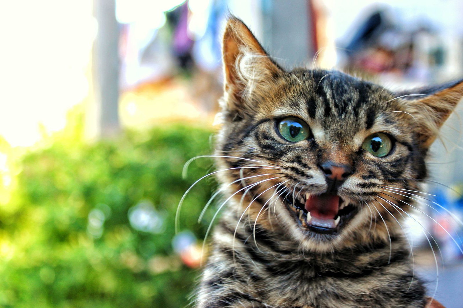 Kitten met open bek, alsof hij om korting vraagt